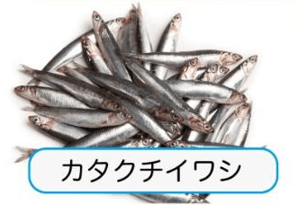 カタクチイワシ